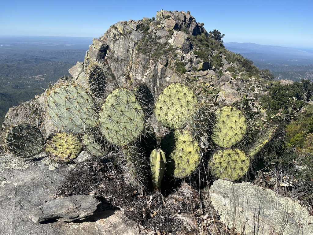 Opuntia lagunae