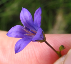 Wahlenbergia krebsii