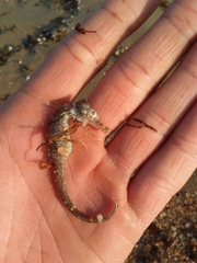 Hippocampus guttulatus