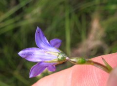 Wahlenbergia krebsii
