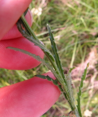 Wahlenbergia krebsii