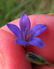 Wahlenbergia krebsii