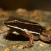 Striped Rocket Frog - Photo (c) Brian Gratwicke, some rights reserved (CC BY)