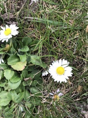 Bellis perennis