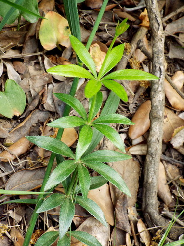 Wild Madder