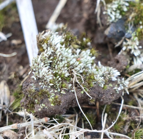Bryum lanatum