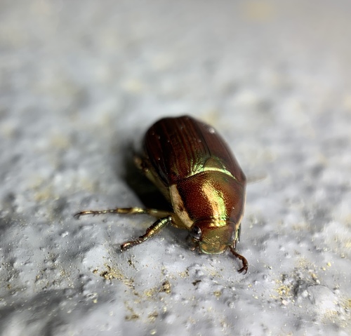 Photo of Margined Shining Leaf Chafer (Callistethus marginatus)