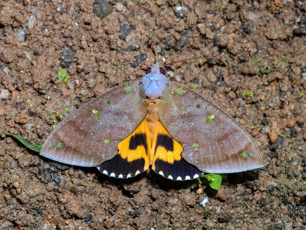 Eudocima discrepans