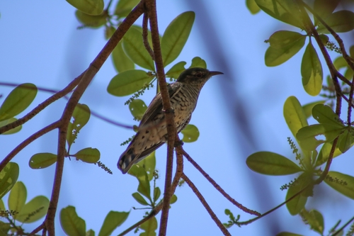 Little Bronze Cuckoo (Chalcites minutillus), photo 7