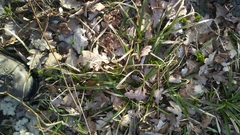 Carex sylvatica