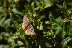 Erynnis propertius