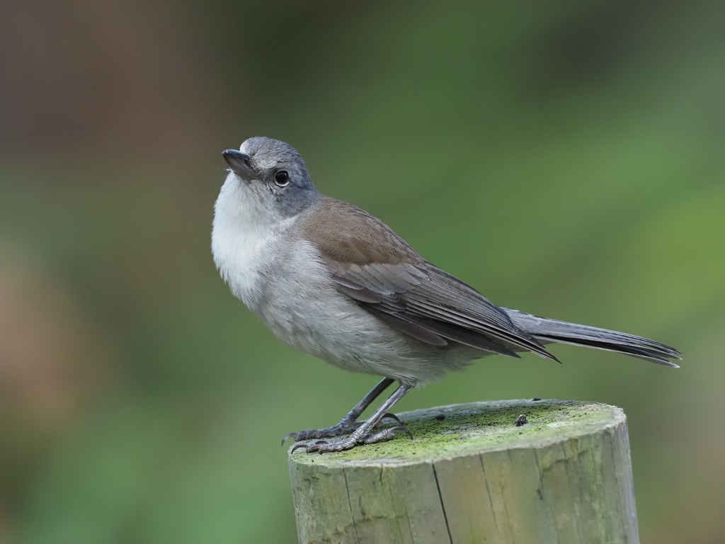 Gray Shrikethrush