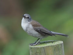Grey Shrikethrush photo 2