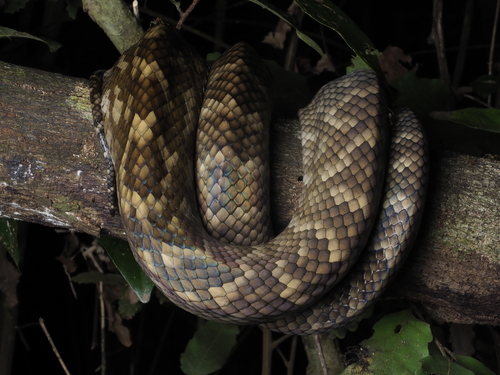 Australian Scrub Python sighting