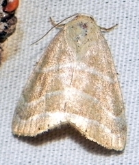 Bagisara rectifascia