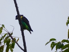 Poicephalus meyeri