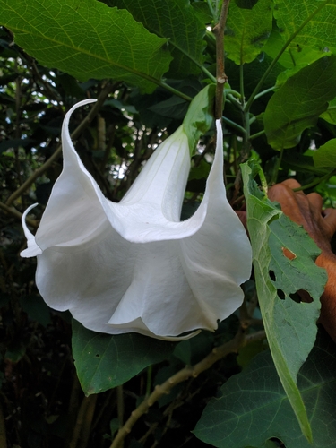 Brugmansia suaveolens, 2023-12-09