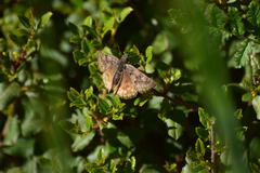 Erynnis propertius
