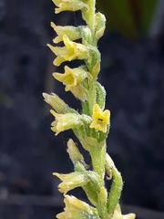 Holothrix brevipetala