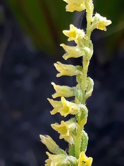 Holothrix brevipetala