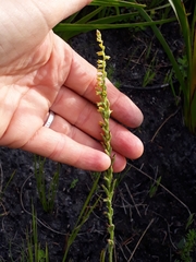 Holothrix brevipetala