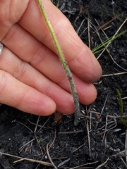 Holothrix brevipetala