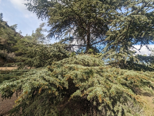 Cyprus cedar (Cedrus brevifolia)