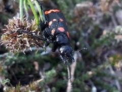 Hycleus sedecimguttatus