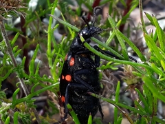 Hycleus sedecimguttatus