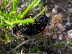 Hycleus sedecimguttatus