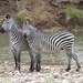 Crawshay's Zebra - Photo (c) Carol McDougall, some rights reserved (CC BY-NC), uploaded by Carol McDougall