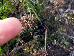 Hycleus sedecimguttatus