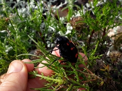 Hycleus sedecimguttatus