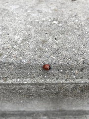 Coccinella septempunctata