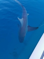 Carcharhinus plumbeus