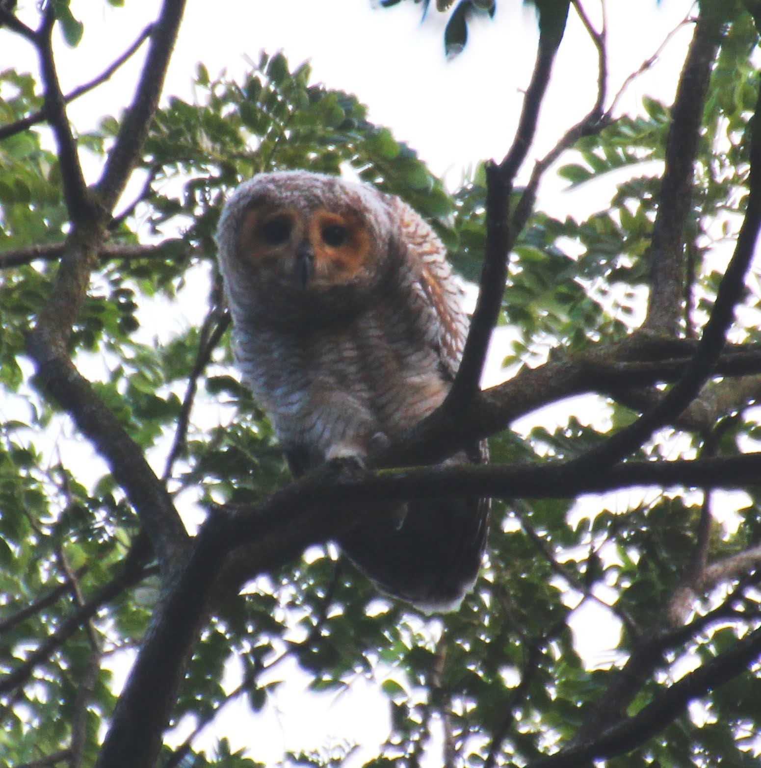 Spotted Wood-Owl (Strix seloputo)