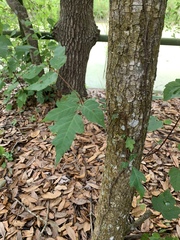 Toxicodendron radicans image