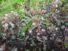 Sedum