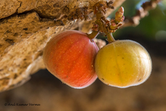 Ficus racemosa