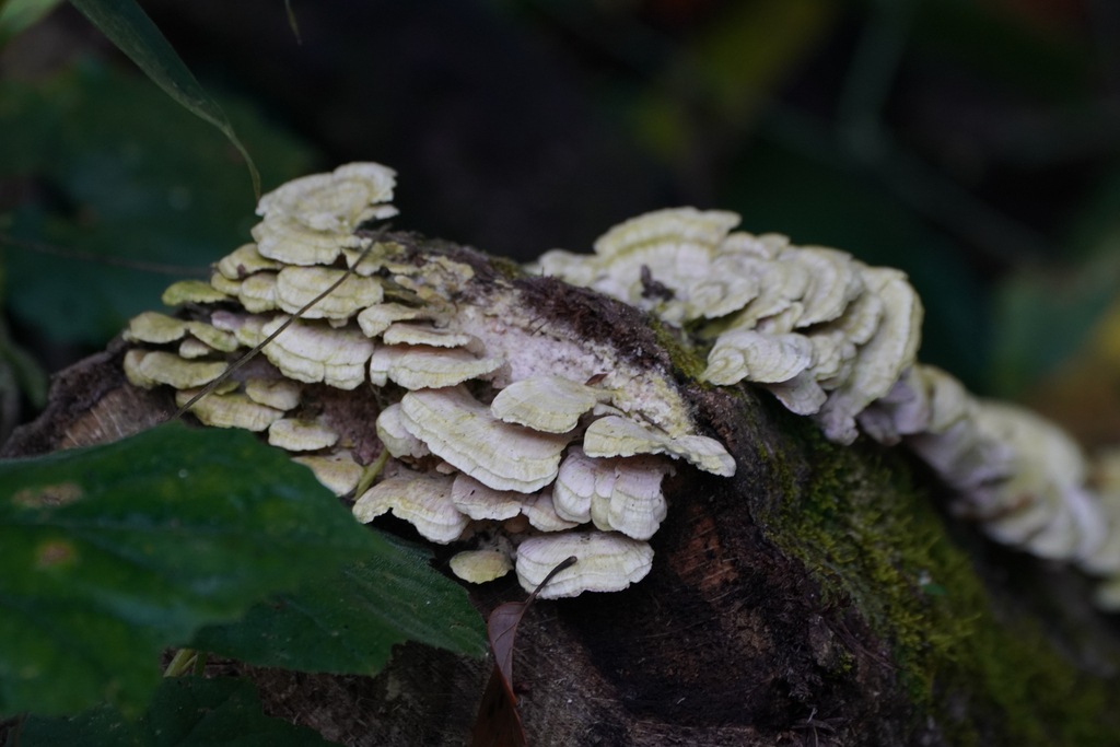 Trichaptum biforme · December 2023 · photo: © tbc_watanabe (iNaturalist, cc-by)