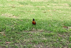 Turdus migratorius