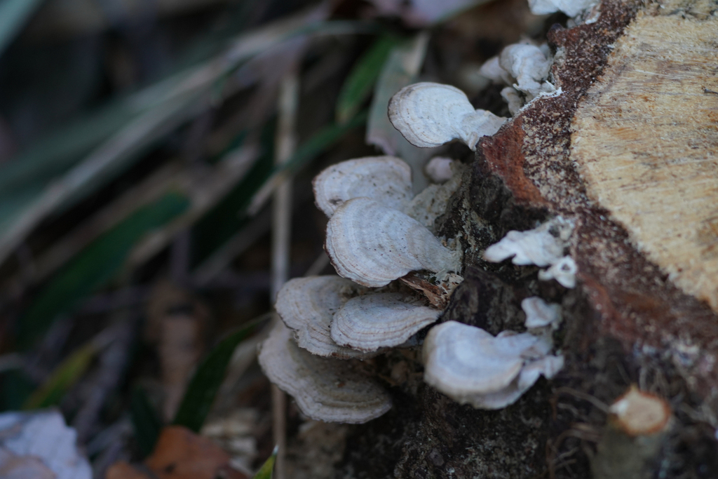Trichaptum biforme · December 2023 · photo: © tbc_watanabe (iNaturalist, cc-by)