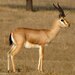 Slender Gazelles - Photo (c) Pravin Kawale, some rights reserved (CC BY-NC), uploaded by Pravin Kawale