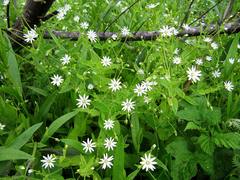 Stellaria bungeana