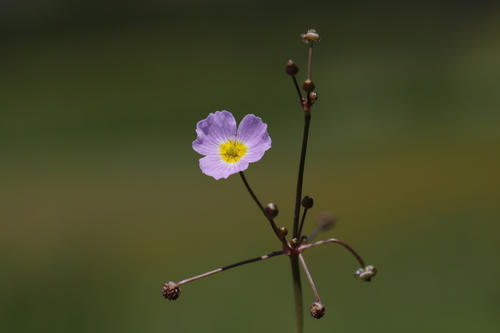 Representative image of Baldellia ranunculoides