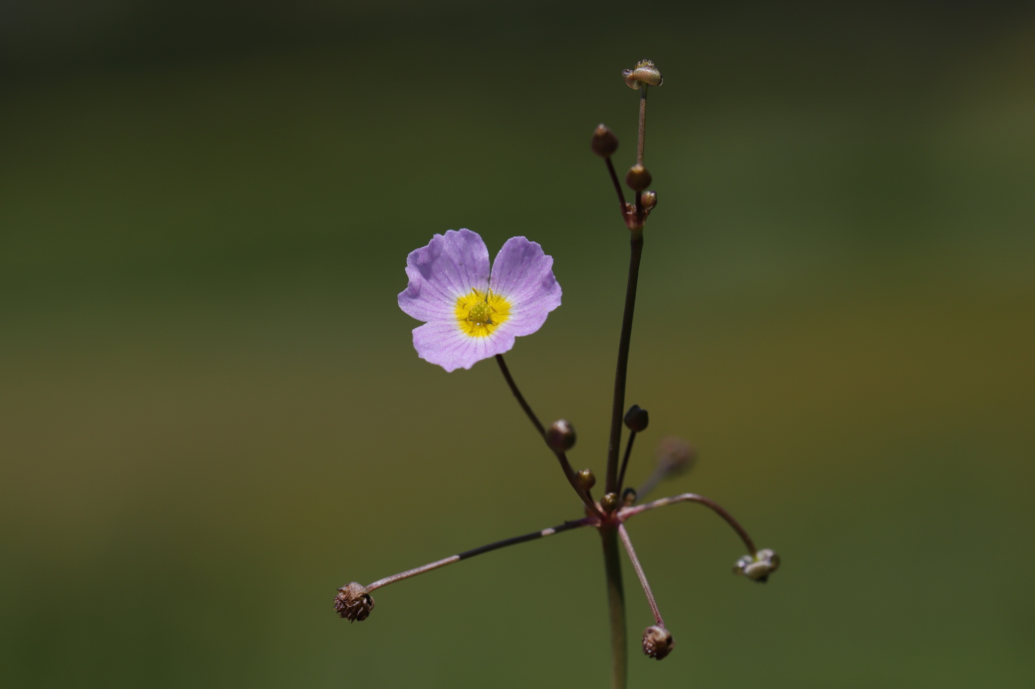 Baldellia ranunculoides
