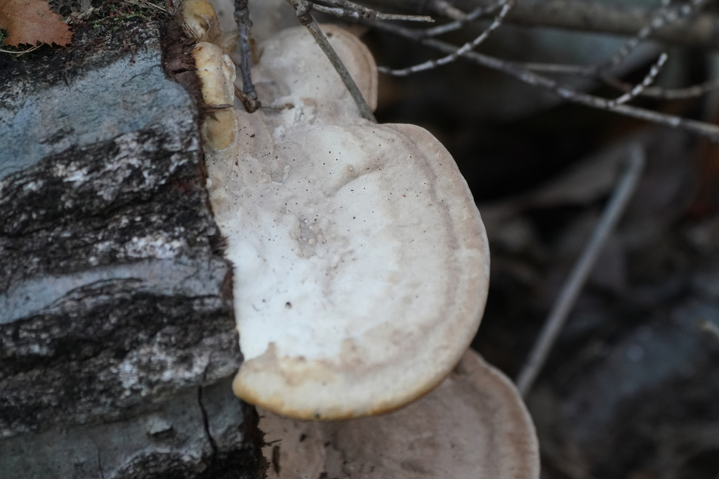 Trametes orientalis · December 2023 · photo: © tbc_watanabe (iNaturalist, cc-by)