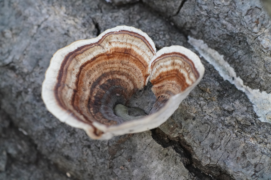 Microporus vernicipes · December 2023 · photo: © tbc_watanabe (iNaturalist, cc-by)