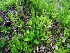 Stellaria bungeana