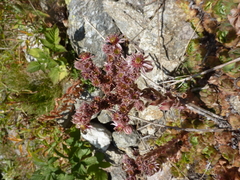 Sempervivum